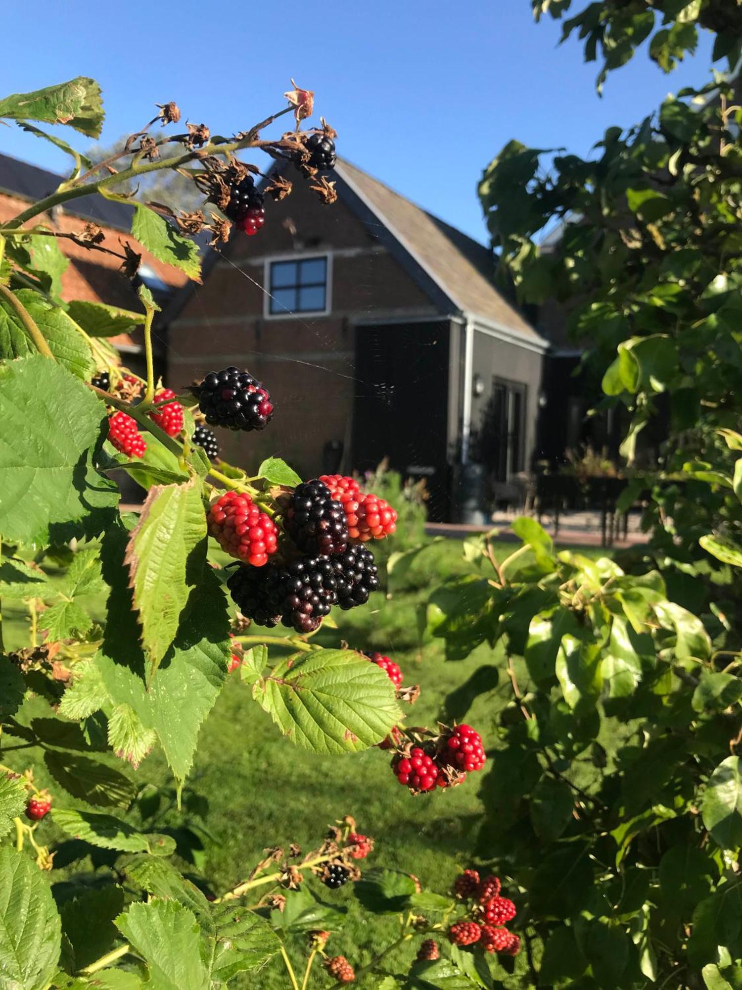 B&B De Pastorie Bij Dokkum Reitsum Zewnętrze zdjęcie