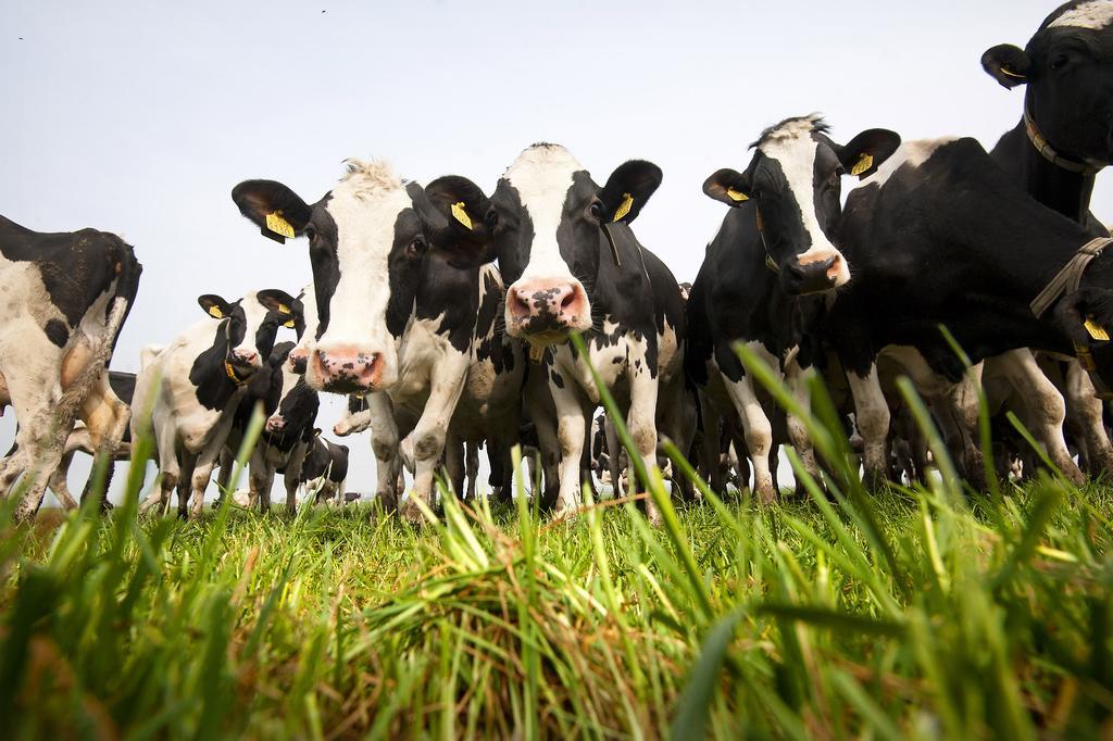 B&B De Pastorie Bij Dokkum Reitsum Zewnętrze zdjęcie