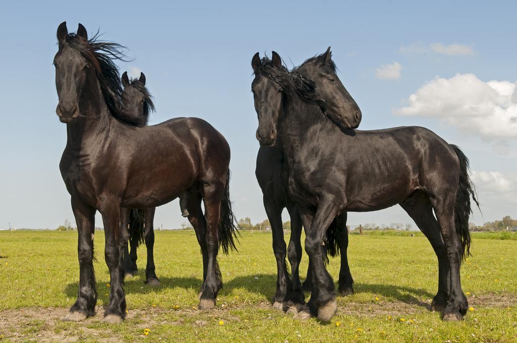 B&B De Pastorie Bij Dokkum Reitsum Zewnętrze zdjęcie